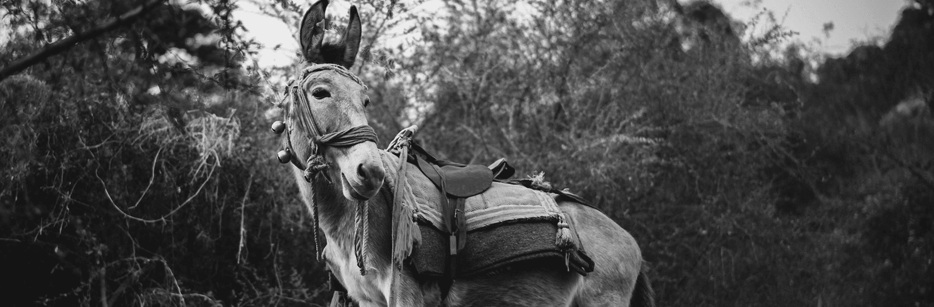 Mule Black and White